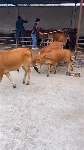 Five-Way Crossbred Cattle – A Glimpse into Rural Cattle Farming Life #cow