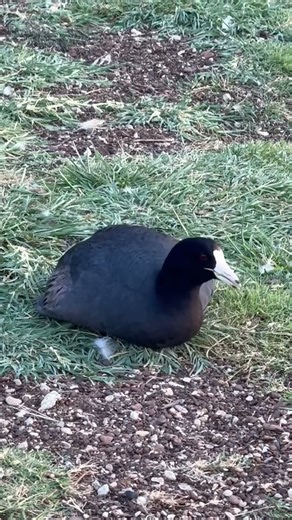 American Coot #mudhen #bird #shorts