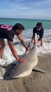7.6K views · 1K reactions | No boat? No problem! Chris used SwellPro to deploy massive baits for massive sharks right from the Long Island beach. | Swellpro | Facebook