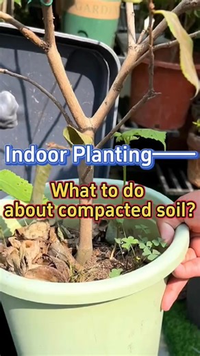 113K views · 3.8K reactions | Solution to compacted soil #fblifestyle | Ramos Mark | Facebook