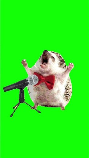 Hedgehog Singer Green Screen