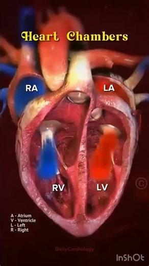 💓 Understanding the Heart Chambers – The Engine of Human Circulation