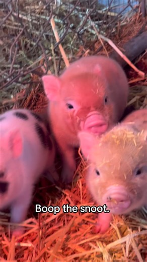 Moon Child Mini Farm on Instagram: "Boop 🐽🐷 . . . . . . . . . . . . #moonchildminifarm #moonchild #minipig #minipigs #juliana #pig #pigsaspets #piglet #piglets #piggy #california #pigsofinstagram #cuteanimals #animalsofinstagram #obsessed #inlove #farmlife #moonchildcrystalshop #snout #snoot #littlepiggies #furryfriends #animallovers #minipigoftiktok #piglet"
