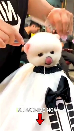 Cute Pomeranian Puppies | Mini Pom Viral Video
