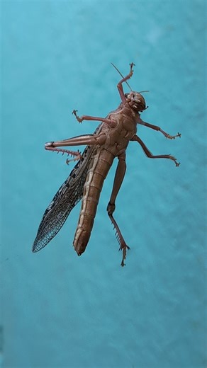 Grasshopper, Insect, Movement. Free Stock Video