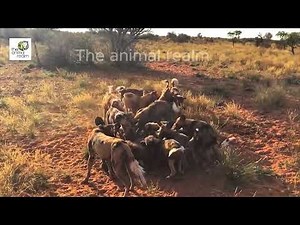 1013 "Survival Battle: African Wild Dogs vs. Warthog | Exciting Commentary"