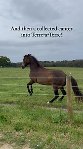 Following on from the last post… this is ALSO why I love liberty 😄 not only does it have the power to re-awaken shut down horses and help them to find motivation in movement again, but this ⬆️!! Coming up to the fence and ready to engage and participate!! 😍 I can’t believe there was a time when I had to hide the halter behind my back in order to catch my horses. That in itself is a sign that there is something severely WRONG! 🫣 Horses that are hard to catch know that when the halter goes on, 