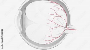 The arterial input to the eye is provided by several branches from the ophthalmic artery .