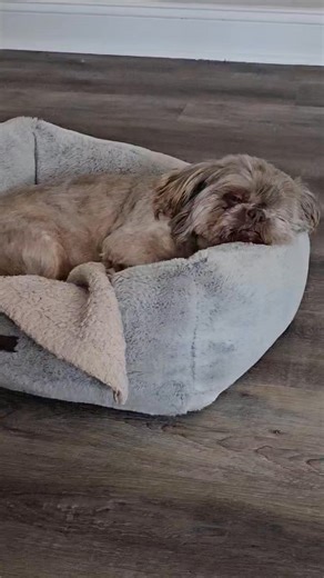 I am in Wilmington, NC Please call, text, or personal message me, due to scammers getting on my page and pretending to work for me or redirect you to another website or Facebook page. | Lori's Shih Tzu Puppies