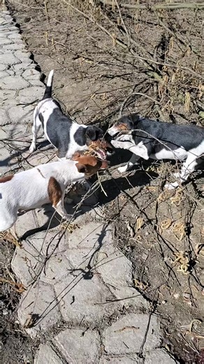 Відео користувача 🐕🅓🅞🅖🐕 (@fox_terriers) з композицією «Як у вас нема собаки - Rose🌹»