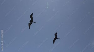 slow motion of Magnificent frigatebird, Fregata magnificens, is a big black seabird with a characteristic red gular sac, Frigate bird soaring in the clear blue sky over the coastline of the pacific oc