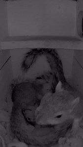 What do you do before bed? Well, you practice kicking your siblings butt of course. A little nighttime warm up, a few dramatic jumps, and suddenly it turns into a full family wrestling match. It is the perfect way to burn off the last bit of energy before everyone settles into their cozy spots for the night. #squirrel #squirrels #squirrelbox #squirrellife #squirrellove | Squirrel Boxes
