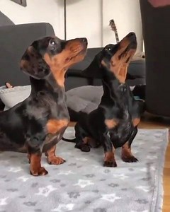 Practising our tricks 🐾 IG: frankie_dottie_dachshund | BuzzSharer Dachshunds