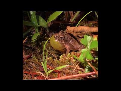 Calling Eastern Cricket Frog