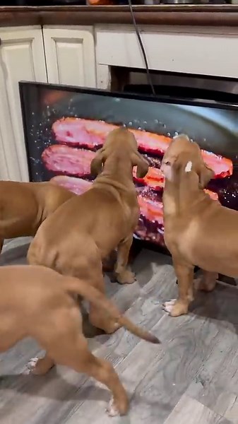 Puppies think they are in heaven while eating bacon