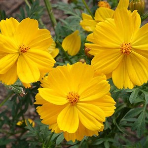 Dwarf Gold Sulphur Cosmos Seeds | American Meadows