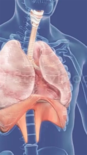 class -10. Animation... video of Human Respiratory system.....