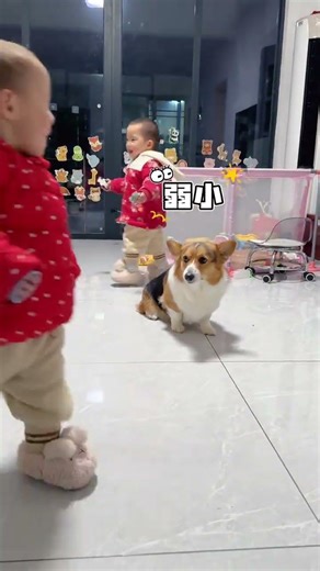 Jiaojiao: I'm not locked in a cage... It's better to lock me in a cage...cutepetdailyrecord The joy