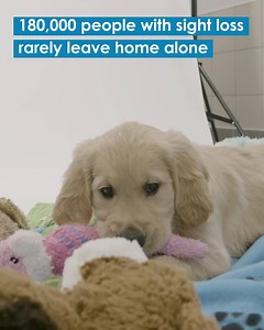 173 reactions · 24 shares | From just £1 a week, sponsor one of our adorable puppies! Help Finn, Rosie, or Ruby transform the life of someone with sight loss. When you sponsor a puppy you’ll receive regular Pupdates and photos, access to your puppy’s exclusive Facebook group, a puppy magnet and much more! | Guide Dogs UK | Facebook