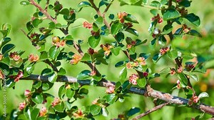 Cotoneaster divaricatus, spreading cotoneaster, is flowering plant in family Rosaceae. It is native to China, and has been introduced to Ontario in Canada, Midwest United States. Stock Video