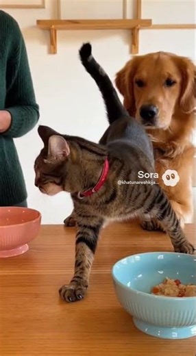 Cat Slaps Dog at Dinner Table 😂 | Funny Pet Manners Gone Wrong | Cat vs Dog Banter