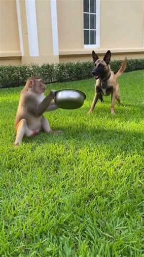 Brave Monkey Scares Off a Big Barking Dog #MonkeyAttack #DogBarking #BackyardDrama