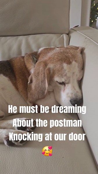 What do beagles dream about while they sleep