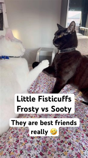 Little Fisticuffs - Frosty vs Sooty