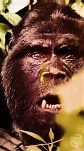 Newcomerstown is known as the center of the "Sasquatch Triangle". Everywhere you go in the village you'll see Bigfoot statues, even downtown. All because of resident Don Keating who started it all 40 years ago. 😊 #Newcomerstown #tuscarawascounty #Ohio #CoshoctonCounty #bigfoot #Sasquatch #donkeating #findingbigfoot | Ohio Guardian