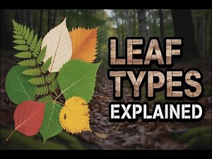 Types of Leaves Explained | Simple and Compound Leaves | Easy Science for Kids | Brain Bit