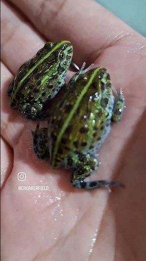 The journey of African bullfrog/Pixie frog tadpoles 😜