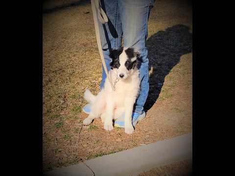 Macy the Bordoodle Puppy experiences all sorts of new things this week!
