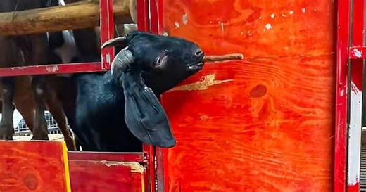 Clever goat unlocks gate and frees the herd