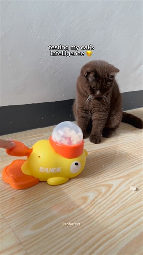 TOFU on Instagram: "bro found a loophole 😂 testing my cat's intelligence 😂 follow us @tofurfect for more videos 😻 no reuploading of our videos please ✨ #catsofinstagram #cutecat #cutepet #cuteanimals #funny #funnycat #catmeme #memes #siamese #siamesecat #kitty #catlogic #catlife #catlover #instacat #catoftheday #caturday #petlife🐾 #petstagram #catstagram #ilovemycat #smartcat"