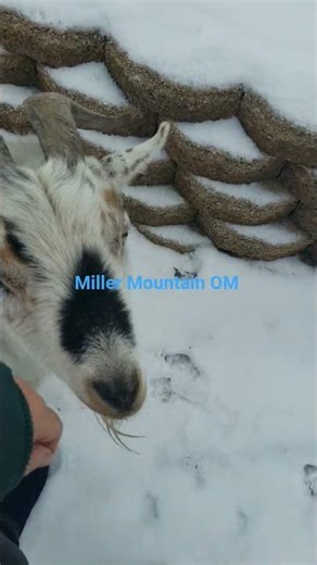 Bentley getting his water with Ammonium chloride (AC)