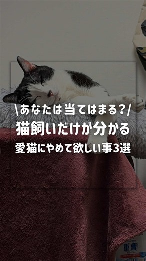 猫って… こんにちは✨ レオ(@reo_neko_kurashi)です🙋🏻‍♀️♡ \\現役猫カフェスタッフが教える🐾/ □家猫2匹の日常とリアルをお届け🐈⸒⸒⸒⸒ □オススメの猫グッズもシェア👍🏻 ̖́- □コラボ動画作成中📽️🐾 𓐄 𓐄 𓐄 𓐄 𓐄 𓐄 𓐄 𓐄 𓐄 𓐄 𓐄 𓐄 𓐄 𓐄 𓐄 𓐄 𓐄 𓐄 𓐄 𓐄 𓐄 なんでこんなに可愛いのに 飼い主を振り回すのが上手なんでしょうか😂 お腹にダイブされたり トイレ我慢させられたり 可愛い顔でおねだりされたり… 「やめて〜！」って思うのに 結局全部許しちゃうのが猫飼いですよね🐈♡ みんなの 「愛猫にやめてほしいけど許しちゃう事」 ぜひコメントで教えてね😂✨ #猫 #猫好き #猫あるある #多頭飼い #豆知識