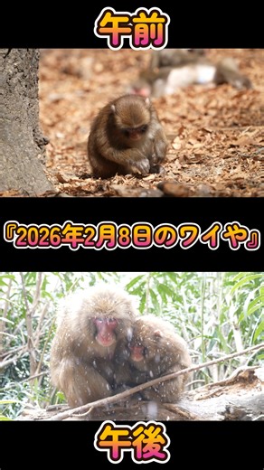持田 雅司 on Instagram: "Mitarashi 『ワイ、こんな話は聞いてへんで。』 『ワイ、雪降る許可しとらん。』 午前と午後で天候が急変 前日の天気予報では、曇り一時雪（50%）くらいだったので、チラつく程度だと思ってました。ガッツリ降りました。 車の屋根で３～4cm位。 ただ、雪といっても、あられっぽい粒でした。過去10年で一番の雪でした。地獄谷でのガッツリ雪はもう耐えられません。 📷️∶8 Feb.. 2025 ワイの生誕祭は国民の祝日🇯🇵となりました、ワッショイみたらし祭り 『来年からのカレンダー、赤く塗りつぶすんやで。』 みたらし君、コダマ君、ホタル君、今年生まれる赤ちゃん達の長尺動画が続きます。 みたらし君のYoutube長めの動画 誕生間もない時からの動画です。 ホタル君 直近の動画は、これまでどうり、短編でInstagramとYoutube並行して配信していきます。 #可愛い #赤ちゃん #Baby #Awaji #Monkey 淡路 淡路島モンキーセンター animal animalplanet Baby Cute Instagram monkey