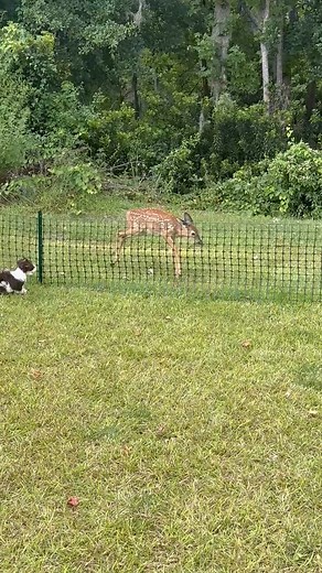 Who is up for a little #race ?? A #deer ?? Yes 🙌🏼 I love love this! This is so #cute 😌 #ENJOY | Alpha Tiny Paws