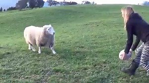 178K views · 3.9K reactions | This sheep has a dream to play for the All Whites one day. | nzherald.co.nz | Facebook