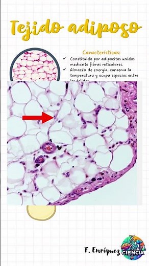 Tejido adiposo (grasa) #histology #medstudent #biology #biologia #anatomy