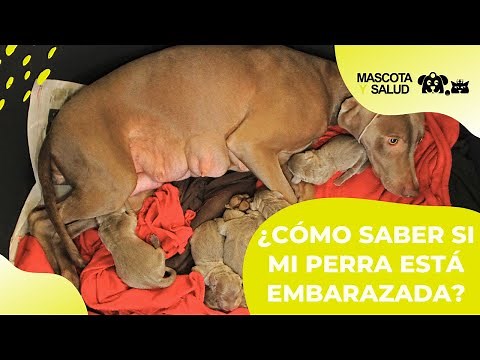 ¿Cómo saber si mi perra está embarazada? 👉 TRUCOS ✅ | Mascota y Salud