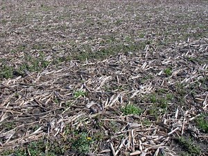 Black Cutworm Moth Captures Common in Several Midwestern States - farmdoc