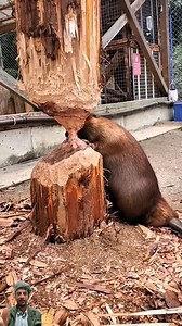 Beaver activity with roots unexpected results #shorts #chainsaw | 1Diglt4