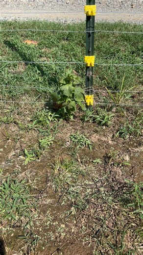 562K views · 6.1K reactions | Beef mint is toxic to animals #farm #ranch #homestead | C&M Ranch | Facebook