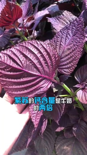 紫蘇好在哪裡 ＃植物科普 #紫蘇為什麼好 #紫蘇葉#紫蘇