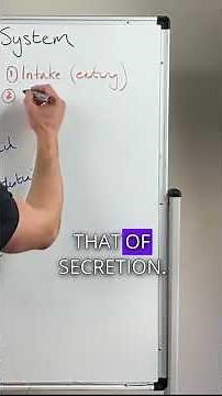 Functions of the digestive system explained