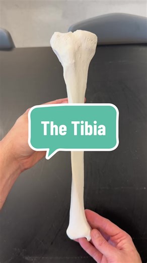 Learning Anatomy: The Tibia Hacks and Labeled Anatomy