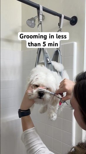 How to Groom A Maltipoo