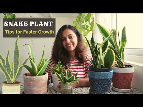 Discover the Secret to Faster Snake Plant Growth! | How to Care for Snake Plant