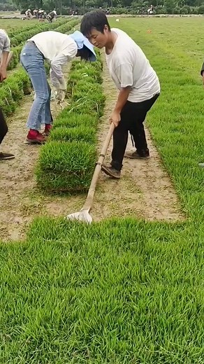 Planting Crops: Engaging Outdoor Agricultural Practices